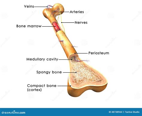 Bone structure stock illustration. Illustration of diagram - 48738944