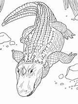 Common Alligator coloring Page  Download Print Or Color Online For Free sketch template