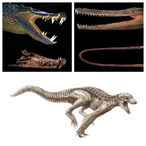 Kaprosuchus saharicus, or “Galloping Crocodiles” dominated much of the dinosaurs during the ...