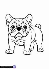 French bulldog coloring Pages  Free Printable sketch template