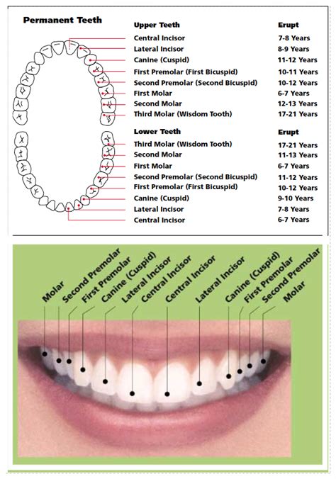 Tooth Identification Chart: A Visual Reference of Charts | Chart Master