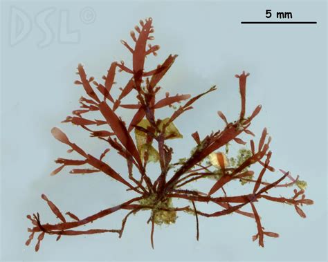 Smithsonian Tropical Research Institute-lo