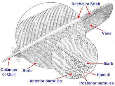 Feathers on large ceratopsians? - Page 2