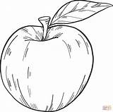 Apple coloring page  Free Printable Coloring Pages sketch template