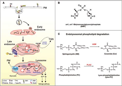 Schematic pathway of phospholipid and sphingolipid catabolism. (A ...