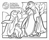 Coloring Pages Of Penguins sketch template
