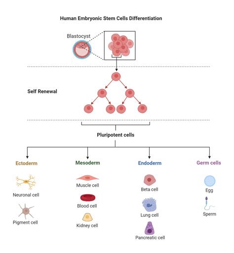 Stem Cells- Definition, Properties, Types, Uses, Challenges