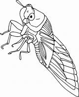 Cicada Coloring Pages  Cool sketch template