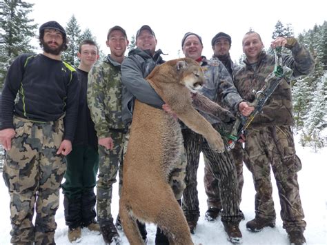 Mountain Lion Hunts 2014 | Montana Hunting Outfitter