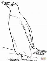 Gentoo Penguin coloring Page  Free Printable Coloring Pages sketch template