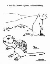 Ground Squirrel And Prairie Dog Coloring Page sketch template