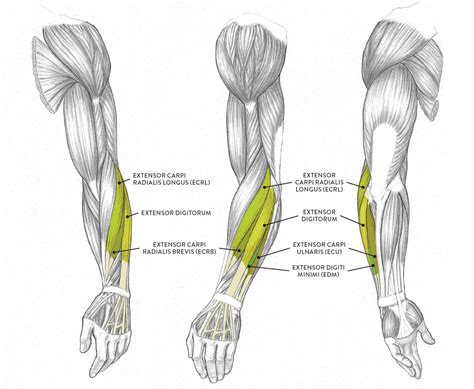 Arm Muscle Surface Anatomy Human Anatomy Drawing Muscle Anatomy ...