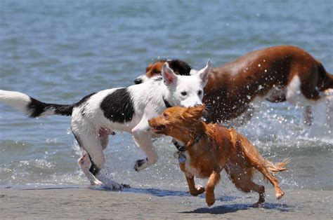 Dog Beach | Ocean Beach San Diego CA