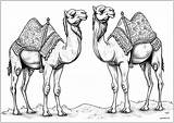 Two Realistic camels In The Desert  Camel & Dromedary Coloring Pages sketch template