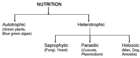 A Diagram Of A Heterotrophic Organism