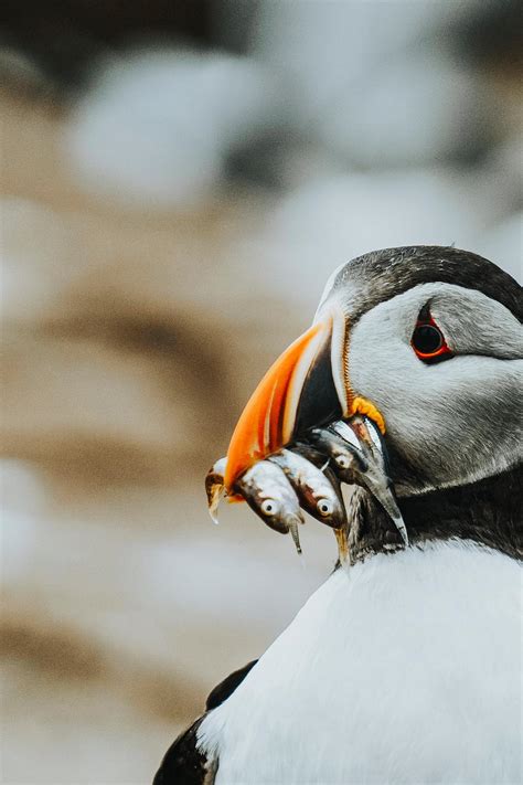 Closeup of a puffin with fish | Free Photo - rawpixel