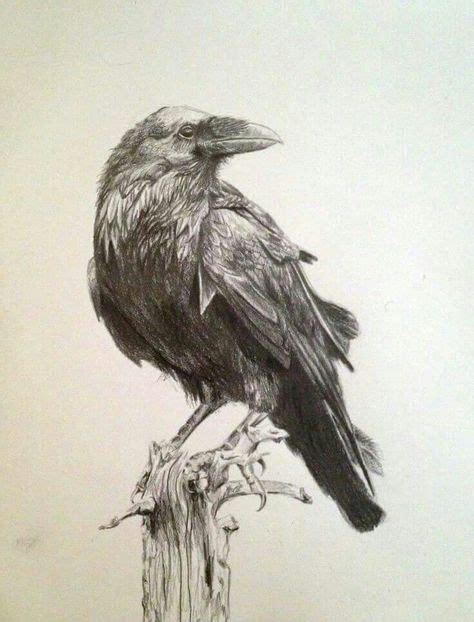 Pin by Allan Wynne on Ravens and things | Crows drawing, Bird drawings ...