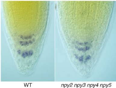 Formation of Starch Granules in Root Tips. Starch granules were ...