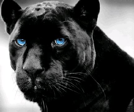 Panther GIF - Find & Share on GIPHY