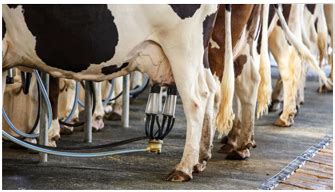 Staying On Track: Reviewing Proper Milking Procedure - Crystal Creek