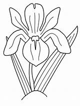 Iris Coloring Pages Flower Color Print Printable Getcolorings Sketch  sketch template