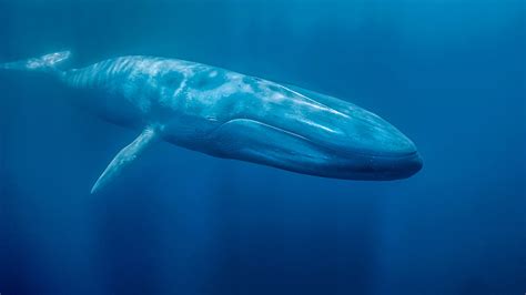 Blue Whale, poco importa ormai se è una bufala o no - Wired