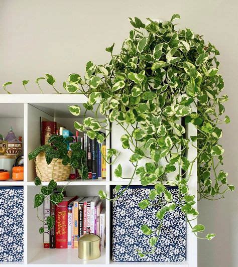 11 Amazing Science-Backed Pothos Plant Benefits