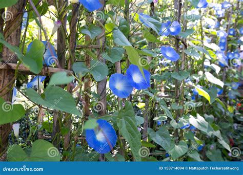 Ipomoea Tricolor Heavenly Blue Royalty-Free Stock Photography | CartoonDealer.com #60981167