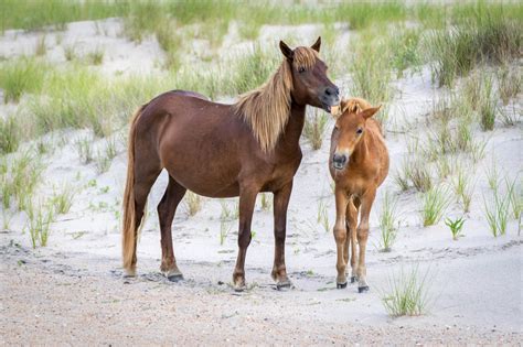 Assateague Wild Horse Tour | Assateague Island