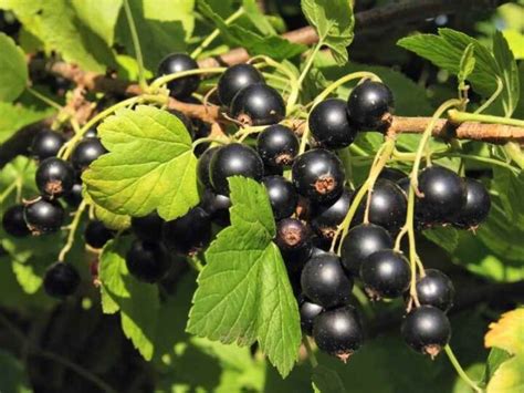 How To Prune Blackcurrant Bushes The Right Way: A Quick Guide - The Small Town Homestead