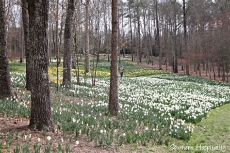 Spring at Gibbs Gardens: the Daffodils - Southern Hospitality