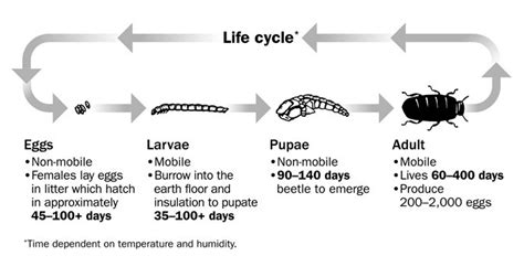 Diagram Showing Life Cycle Of Darkling B Free Vector Freepik | My XXX ...