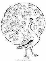 Peacock Coloring Pages Kids Printable Drawing Bird Peacocks Realistic  sketch template