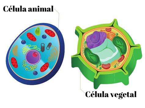 Credo Apoio, suporte Finalmente celula animal e vegetal desenho Festa livro didático Viajante