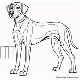 Great Dane Coloring Pages  Free & Printable sketch template