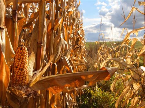 Corn field photography HD wallpaper | Wallpaper Flare