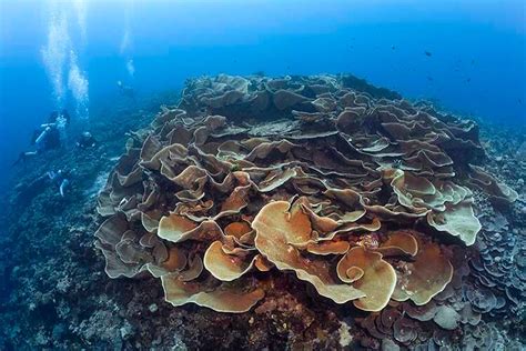 Wakatobi's 'double dip' diving experience - DIVE Magazine