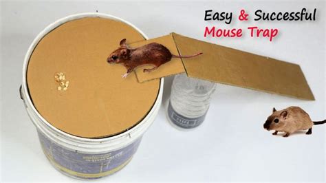 15 Best Homemade Mouse Trap Ideas That Really Work | Homemade mouse traps, Mouse trap diy, Mouse ...