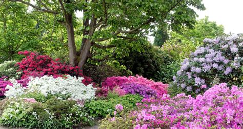 Rhododendron and Azalea Care — Seattle's Favorite Garden Store Since 1924 - Swansons Nursery