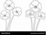 Poppy Flower Printable Coloring Pages  Best Site sketch template