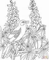 Mockingbird And Bluebonnet Texas State Bird Flower coloring page  sketch template