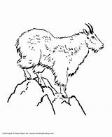 Wild Animal Coloring Pages  Mountain Goat Page And Kids sketch template