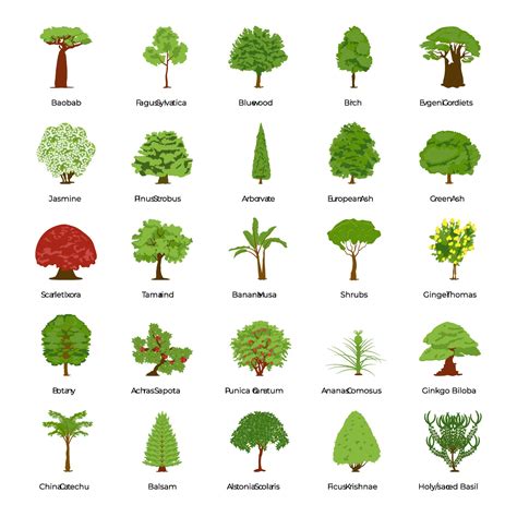 5 Different Types Of Trees