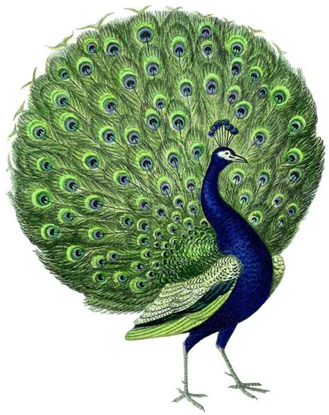 21 Free Peacock Images - Fabulous! | Peacock images, Peacock pictures ...