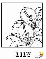 Easter Lilies Coloring Pages  Nation sketch template