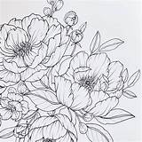 Peony Flower Line Drawing Sketch Coloring Page sketch template