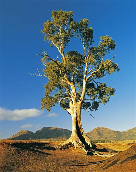 Cazneaux Tree, A River Red Gum (eucalyptus Camaldulensis) Near Wilpena Pound In The Flinders ...