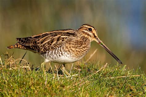 Common Snipe by Derek Lees - BirdGuides