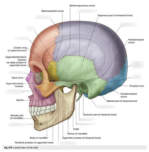 Anatomy Of The Newborn Cranial Sutures And Lateral View , 57% OFF