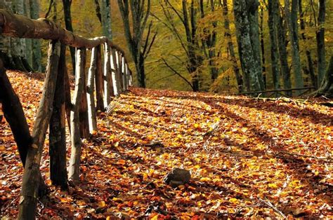 The Top 3 Fall Hiking Trails in the Smoky Mountains